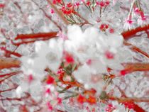 Kirschblüte von Sarah-Isabel Conrad