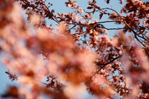 Kirschblüte von Sarah-Isabel Conrad