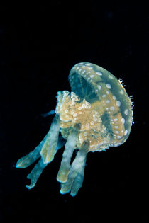 Jellyfish by Michael Moxter