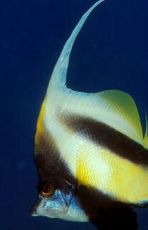 bannerfish von Michael Moxter