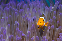 Nemo von Michael Moxter