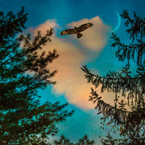Sunset Hawk von Chris Lord