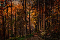 Woodland Trail von Chris Lord