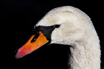 Portrait Of A Swan von Chris Lord