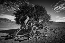 'desert tree' by Schoo Flemming