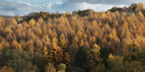 Larch Cottage Panorama by David Tinsley