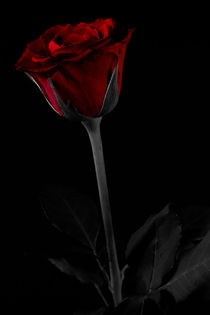 Rose by foto-m-design