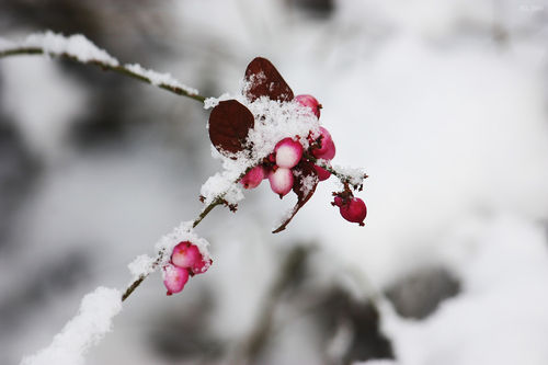 Winter-time-frozen-berries