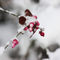 Winter-time-frozen-berries