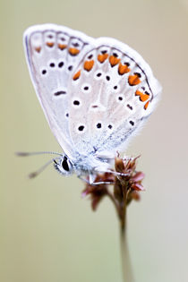 Hauhechel-Bläuling (Common Blue, Polyommatus icarus) von foto-m-design
