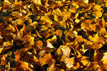 Golden Autumn Leaves by David Pyatt