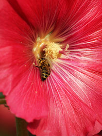 Biene zu Gast in der Stockrose, bee in the Hollyhock von Sabine Radtke