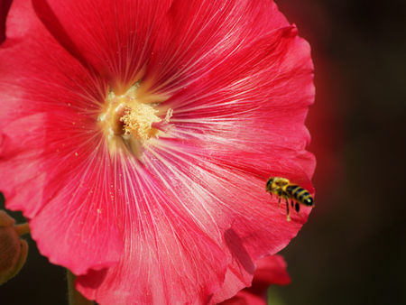 Biene-im-anflug-auf-rote-stockrose