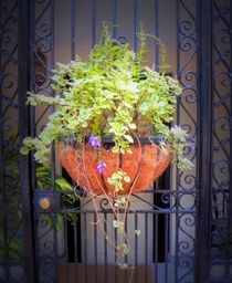 Planter with Fern by O.L.Sanders Photography
