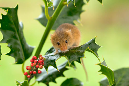 Harvest-mouse-with-holly0119