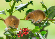 Two Harvest Mice at Christmas von Louise Heusinkveld