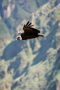 A Condor in flight. von Tom Hanslien
