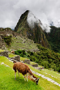Grazing Llama at Machu Picchu. by Tom Hanslien
