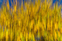 Abstract of Autumn by David Pyatt