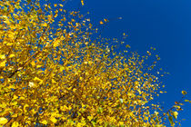 Autumn Blue Sky by David Pyatt