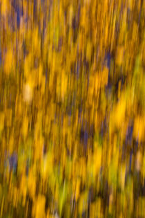 Abstract of Autumn Gold by David Pyatt