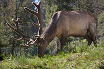 Elk in Yellowstone National Park by Randall Nyhof