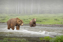 Grizzly Bears crossing a Stream von Randall Nyhof