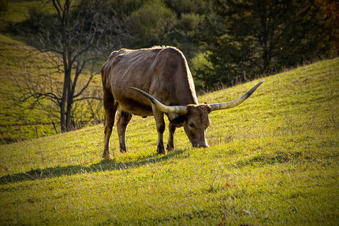 Anl-longhorn-steer-0025
