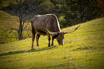 Longhorn feeding in a Pasture by Randall Nyhof