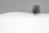 Lone Tree on Snow Covered Hill by Randall Nyhof