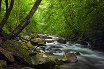 Mountain Stream in the Great Smokey Mountains by Randall Nyhof