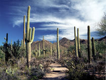 Saguaro Cactuses in Saguaro National Park von Randall Nyhof