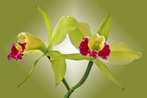 Orchidee Cattleya Green Cherry - orchid by monarch