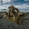 Sesp-driftwood-on-rialto-beach-148
