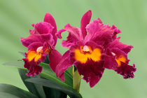 Orchidee BLC San Yang Ruby - orchid von monarch