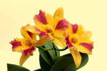 Orchidee Potinara Burana Beauty - orchid von monarch