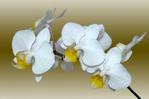 Orchidee Phalaenopsis - orchid von monarch