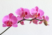 Orchidee Phalaenopsis - orchid by monarch