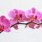 Phalaenopsisrispe-dot-rosa-dot-0695a
