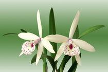 Orchideen Brassolaelia - orchids von monarch