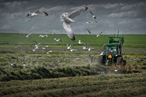 Gull chased Tractor von Randall Nyhof