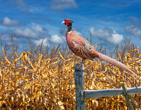 Bird-pheasant-cornfield-075