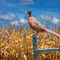Bird-pheasant-cornfield-075