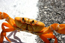 Suicidal Crab by Simone Wilczek