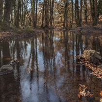 Reflections in the Stream by David Tinsley