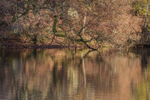 Old Oak Reflections by David Tinsley