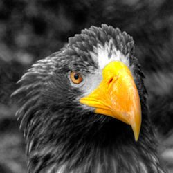 Eagle-head