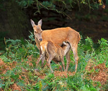 Red Deer Hind Feeding Fawn by Louise Heusinkveld