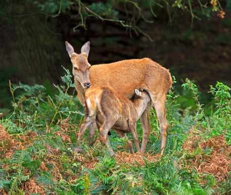 Red-deer-doe-and-faun0162