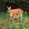 Red-deer-doe-and-faun0162